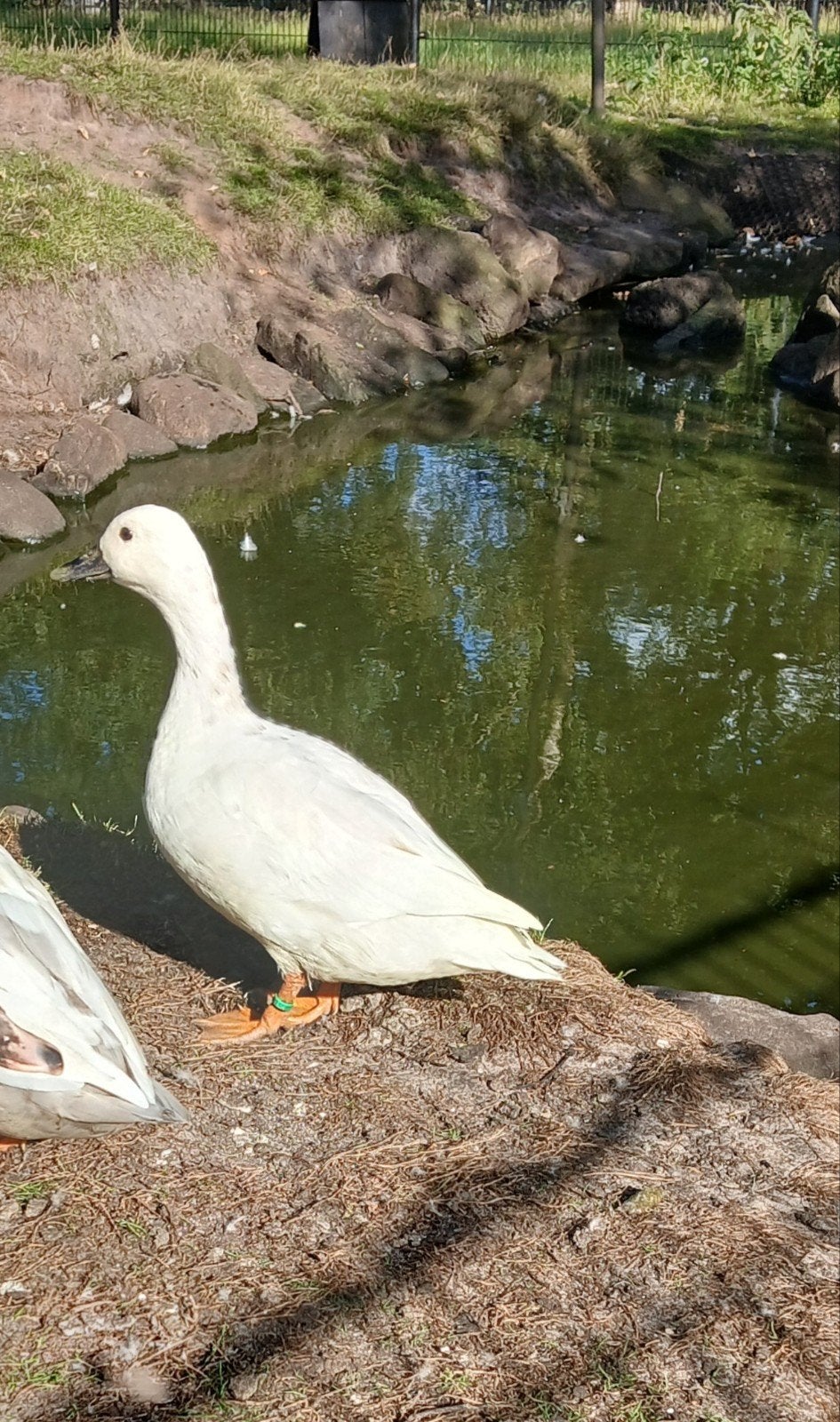 Giethoornse eendjes, Dieren en Toebehoren, Pluimvee, Meerdere dieren, Eend