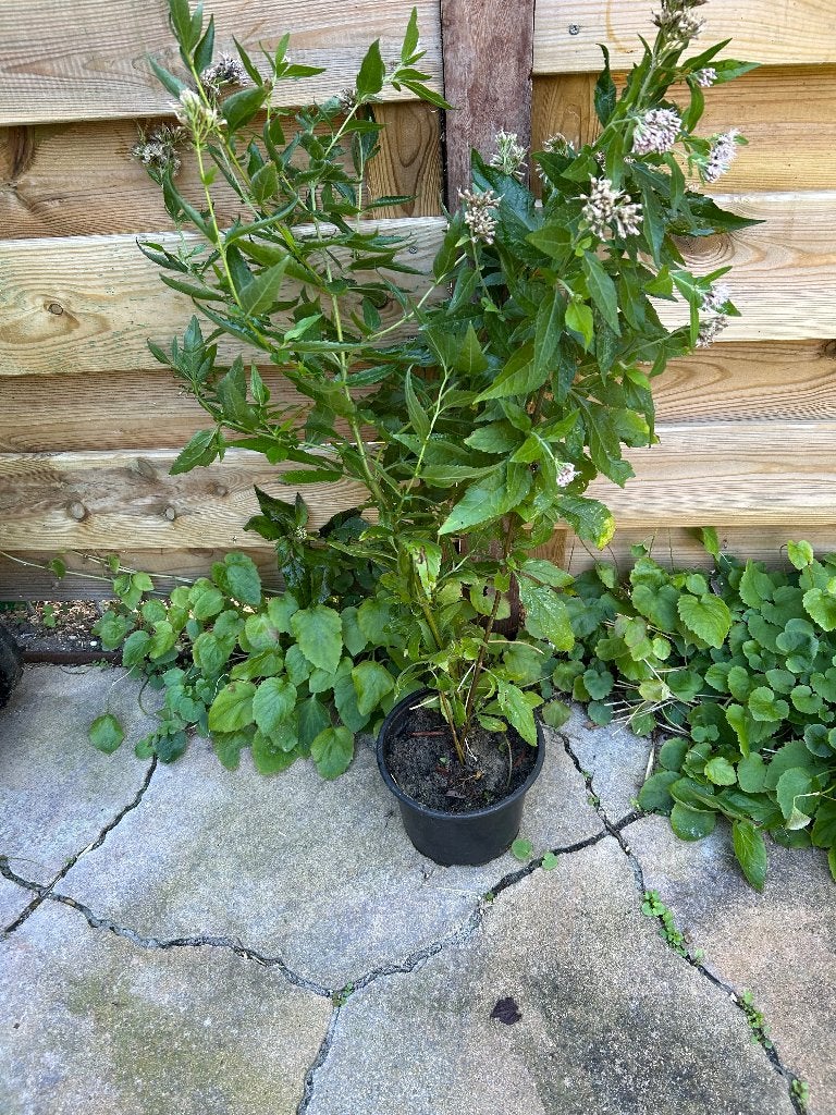 Stekje Koniginnekruid, Volle zon, Vaste plant, Zomer, Ophalen