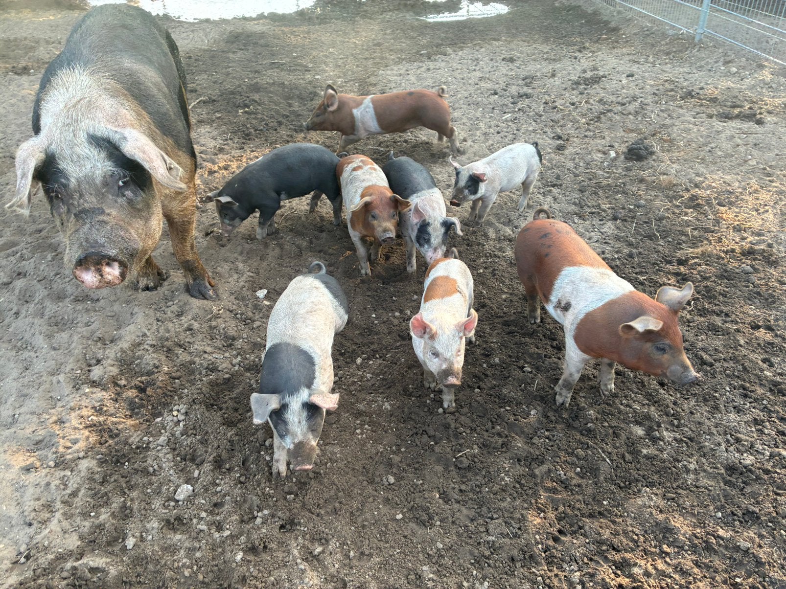 Varkens biggetjes, Toebehoren
