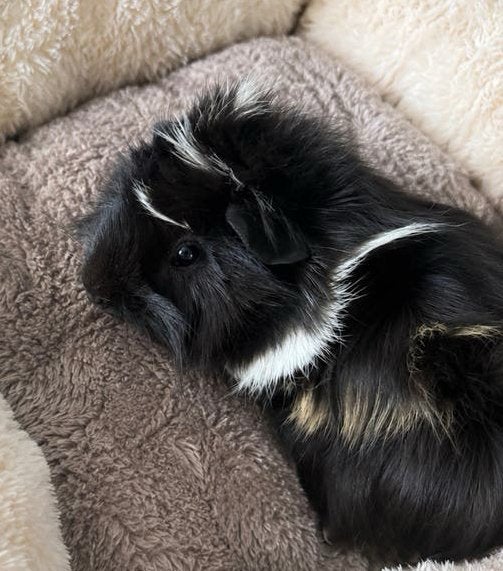 Super lief en tam cavia peruvian beertje beschikbaar 6 weken, Dieren en Toebehoren, Cavia, Mannelijk, Juli, Tam