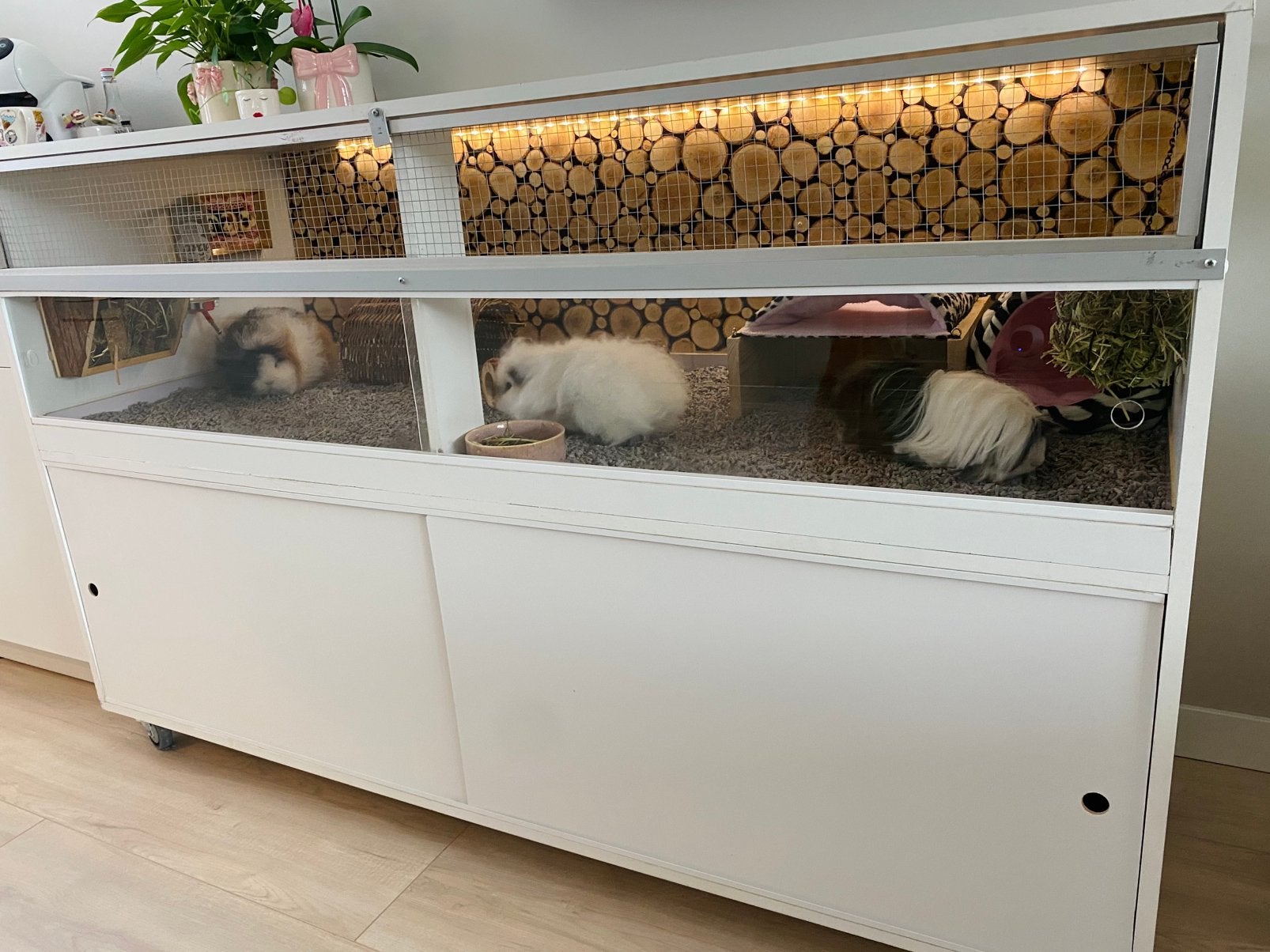 3 cavia zeugjes incl verblijf en toebehoren, Cavia, Vrouwelijk, Januari, Tam