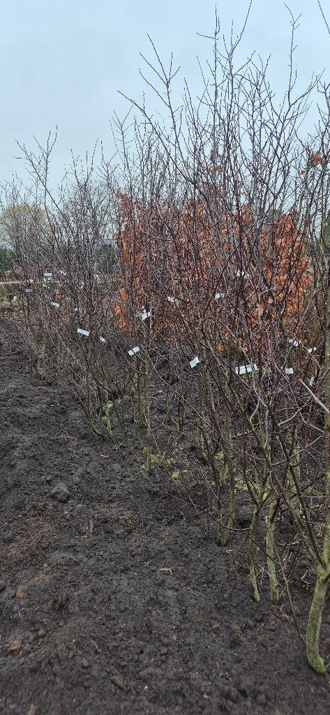 Prunus cerasifera ‘Nigra`, Bloeit niet, Overige soorten, 100 tot 250 cm, Ophalen