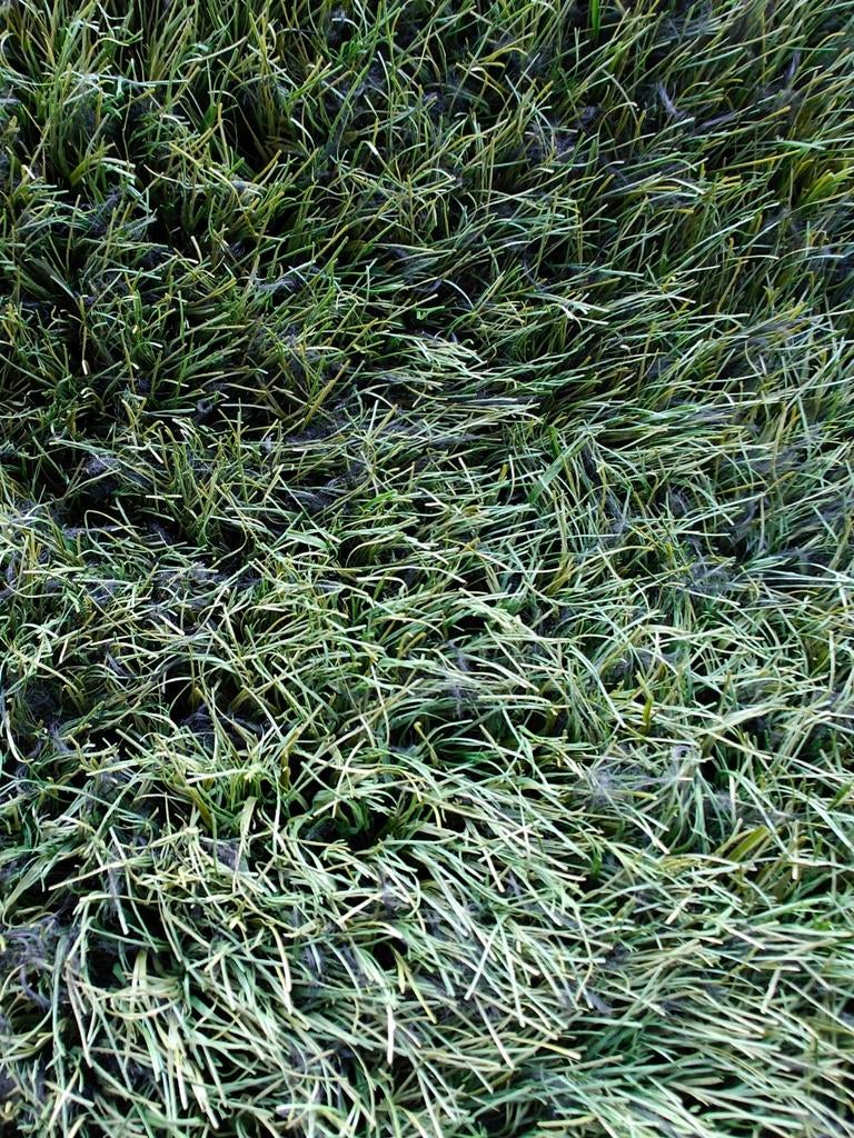 Volle rollen kunstgras 64x4 (256m2), Tuin en Terras, Gras en Kunstgras, Ophalen, Kunstgras, 2404ce, Zo goed als nieuw