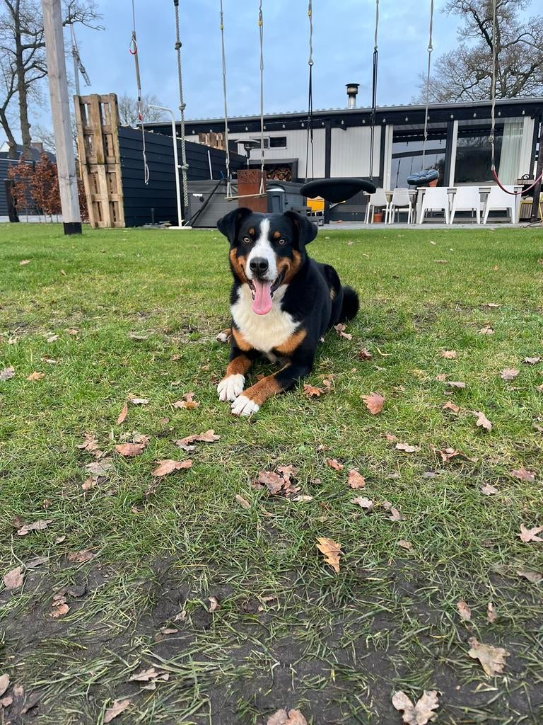 Appenzeller dekreu, Reu, 1 tot 2 jaar, Eén hond, Nederland