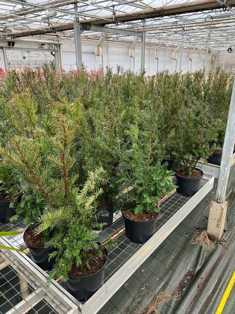 Taxus baccata 80 hoog, Tuin en Terras, Planten | Struiken en Hagen, Ophalen, Taxus, Minder dan 100 cm