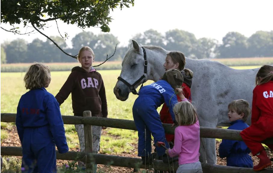 Gezocht: Betrouwbaar paard / pony voor boerderijcamping, Ophalen