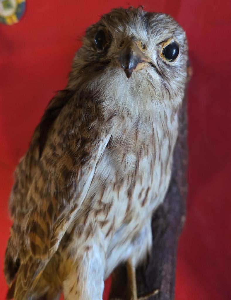 Opgezette torenvalk taxidermie, Verzamelen, Dierenverzamelingen, Ophalen of Verzenden, Gebruikt, Vogel, Opgezet dier