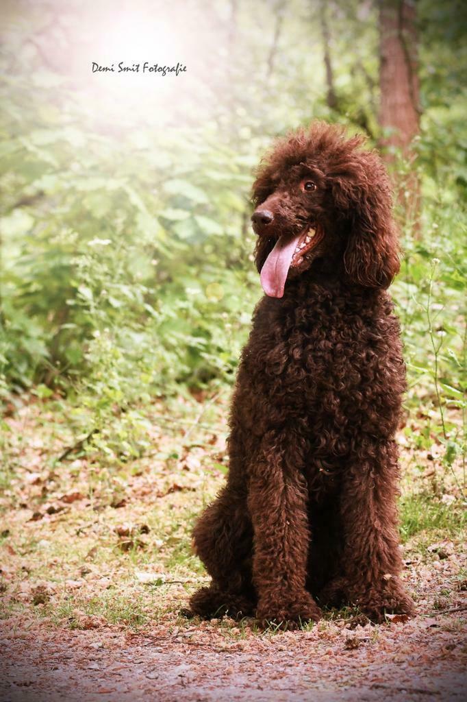 Koningspoedel dek reu! Ook voor labradoodle., Dieren en Toebehoren, Reu, Eén hond, 3 tot 5 jaar, Nederland