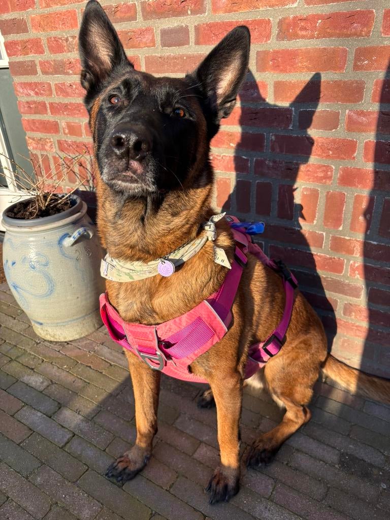 Honden tuig/rugzak, Dieren en Toebehoren, Honden-accessoires, Zo goed als nieuw, Ophalen