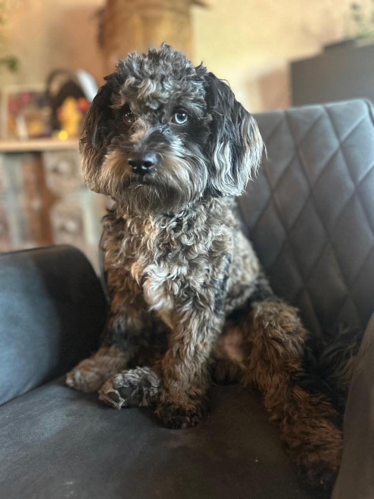 Dekreu mini labradoodle merle, Reu, 1 tot 2 jaar, Parvo, Eén hond
