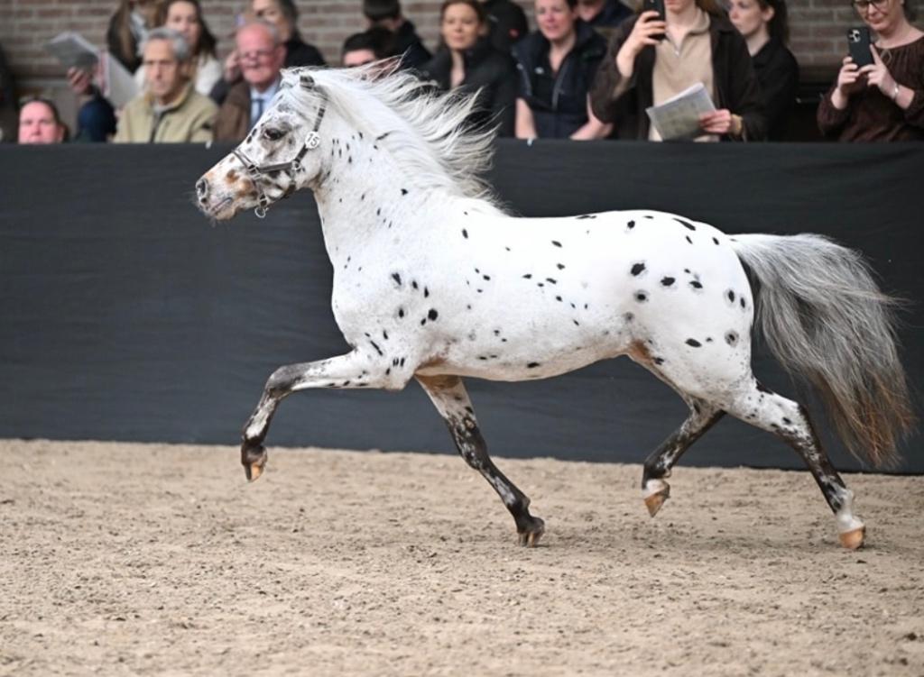Appaloosa pony ter dekking (NAS ggk dekhengst), Dieren en Toebehoren, Hengst