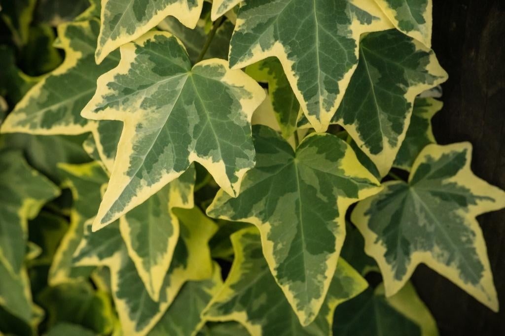 Hedera klimop helix, hibernica ACTIE klimplanten, Ophalen, Overige soorten, 100 tot 250 cm