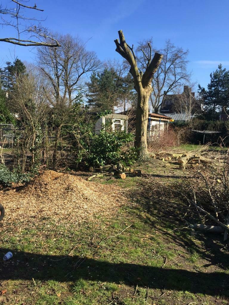 Bomen verwijderen/ afbreken / kappen / omzagen / boomklimmer, Tuinonderhoud of Snoeiwerk