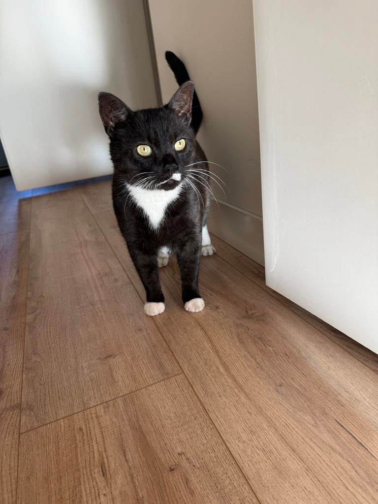 Superlieve kat van 6 jaar oud, Dieren en Toebehoren, Kater