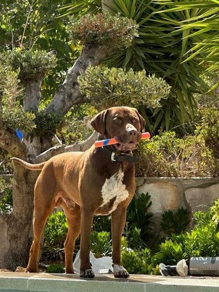Dekreu aangeboden kruising Am stafford/Duitse staande, Dieren en Toebehoren, 6 jaar of ouder, Reu, Parvo, Eén hond