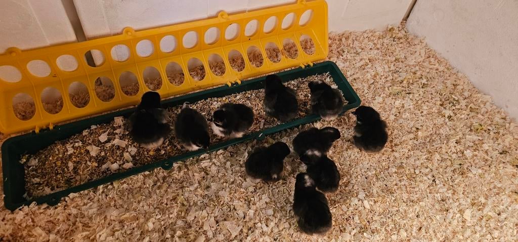 10 super mooie gesekste cochin kriel kuikentjes in 1 koop💓, Dieren en Toebehoren, Pluimvee, Vrouwelijk, Kip