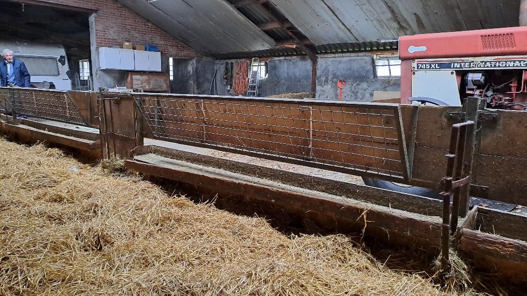 Hokinrichting voor schapen en  autom drinkbakken, Vrouwelijk, Schaap