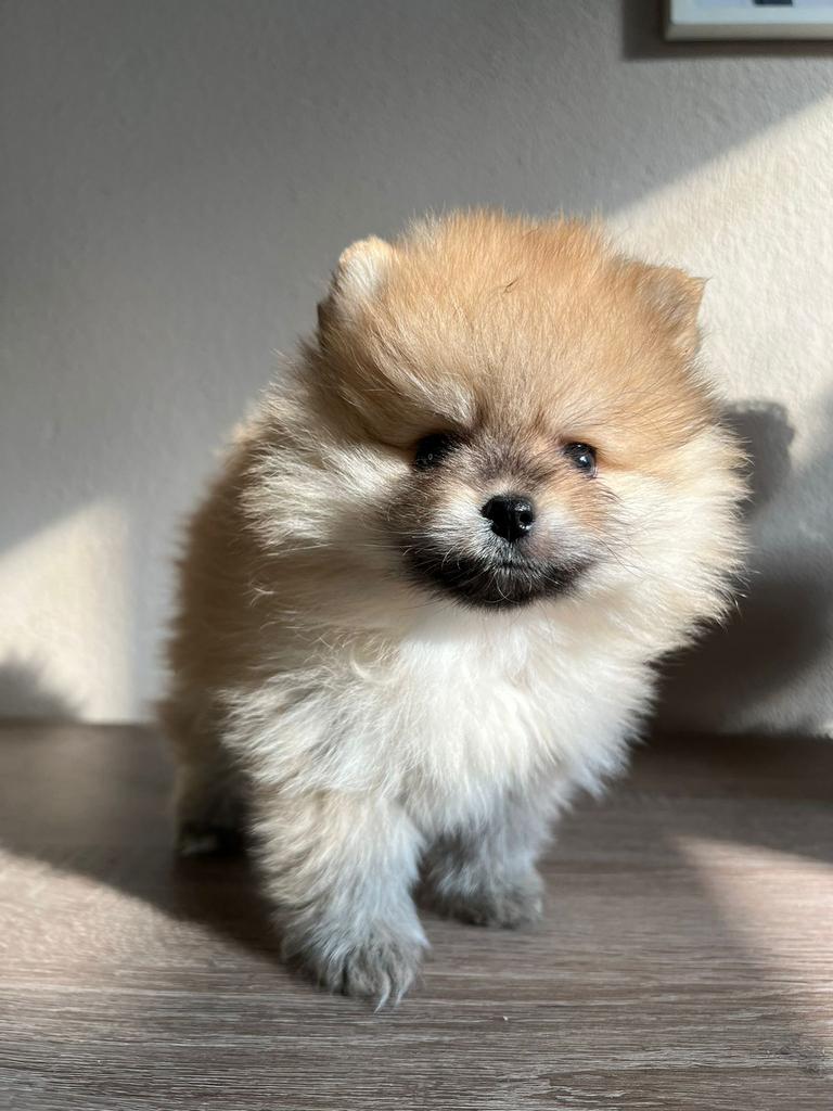 Pomeriaan pup bearface, Dieren en Toebehoren, Particulier, 15 weken tot 1 jaar, Buitenland, Teef