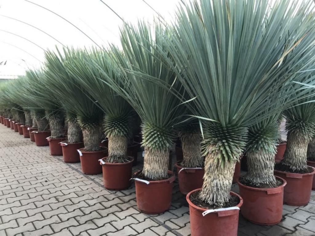 Mediterrane planten voor uw tuin, oa olijfbomen, palmbomen