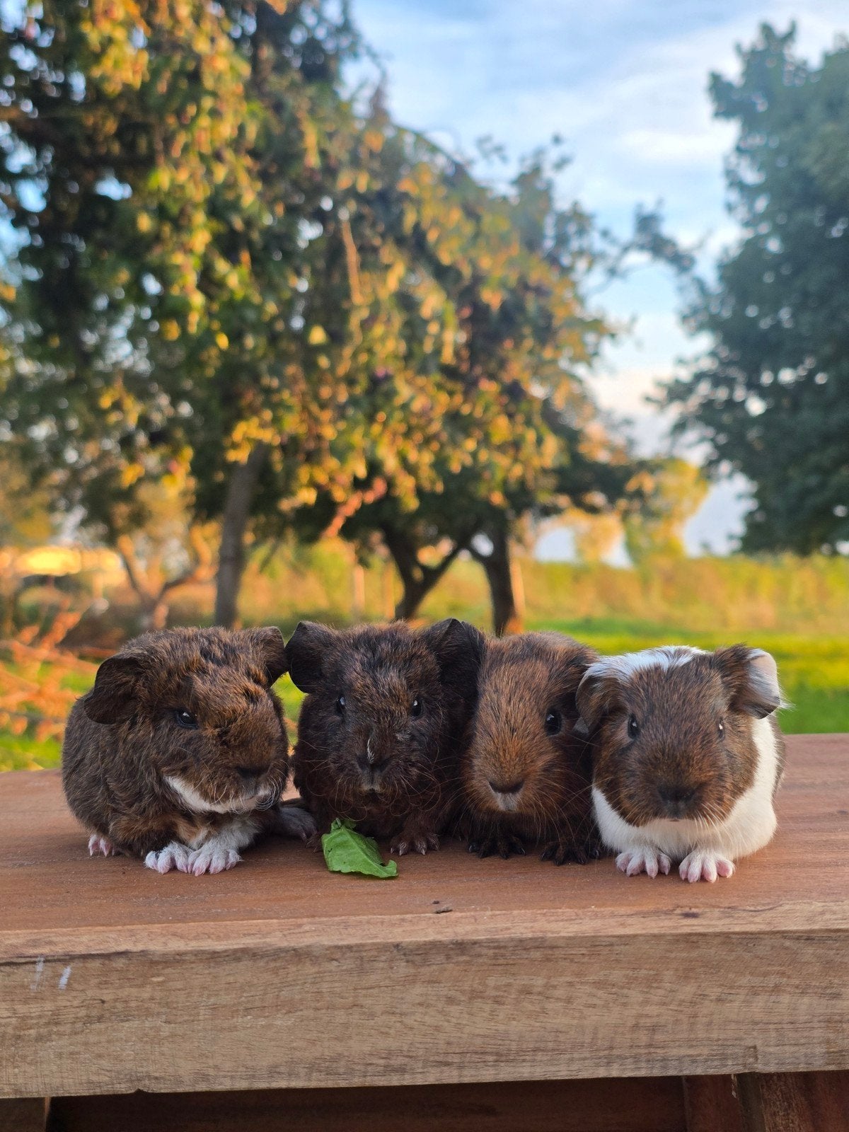 baby cavias, Dieren en Toebehoren, September, Mannelijk, Cavia