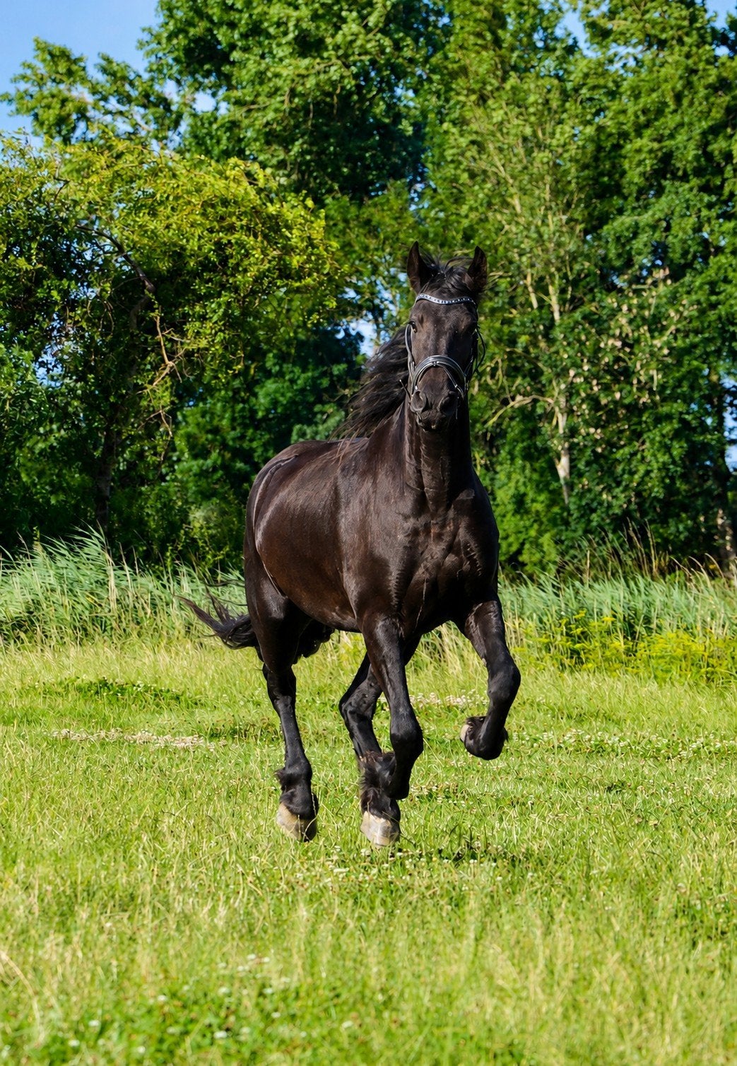brave 3 jarige Friese merrie, Merrie, 160 tot 165 cm, 3 tot 6 jaar
