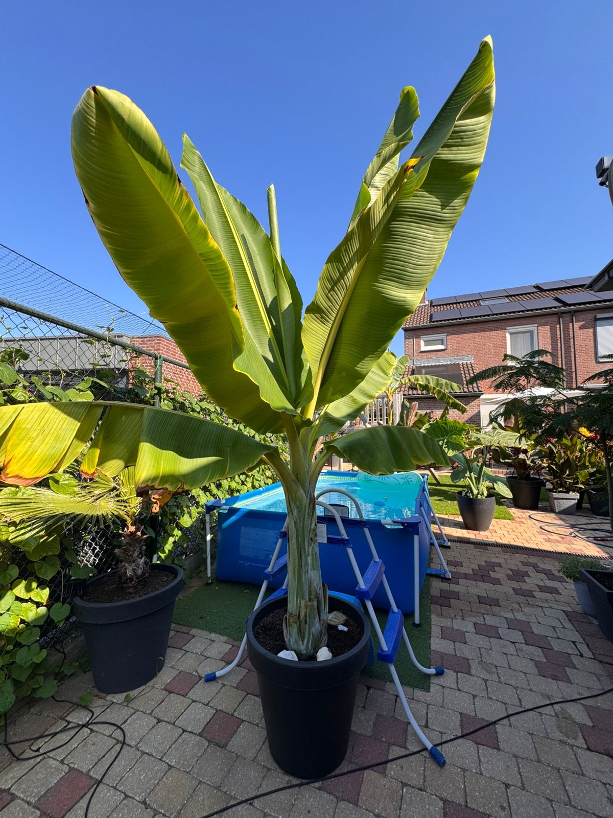 Ensete Glaucum (sneeuwbanaan), Ophalen, Voorjaar, Volle zon, Knol