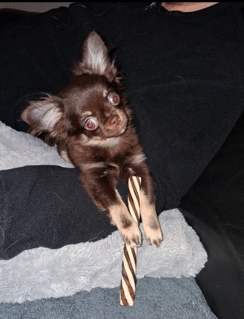 choco chihuahua pup, België, Particulier, 15 weken tot 1 jaar, Reu