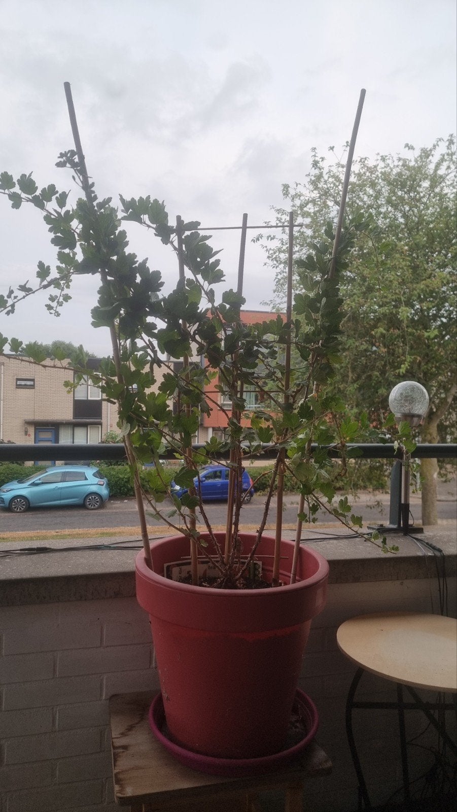 Kruisbes plant in pot - Vers fruit uit eigen tuin!, Volle zon, Vaste plant, Ophalen of Verzenden, Fruitplanten
