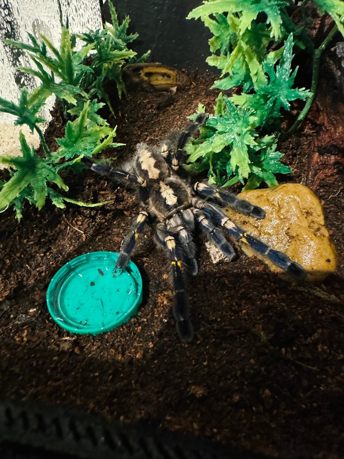 Tarantula’s + terrarium, Dieren en Toebehoren, Insecten en Spinnen, Overige soorten