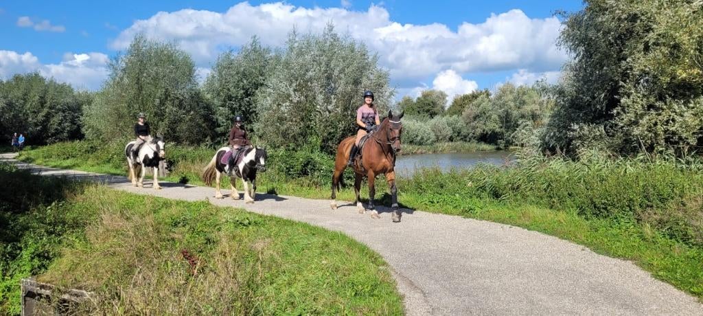 Gezocht: Leuke plaats voor een ex-sportpaard., Dieren en Toebehoren, 175 cm of meer, Met stamboom, Ruin, Niet van toepassing