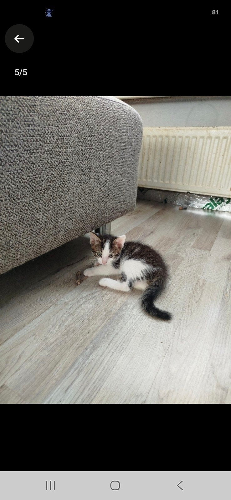 3 lieve speelse katertjes, Kater