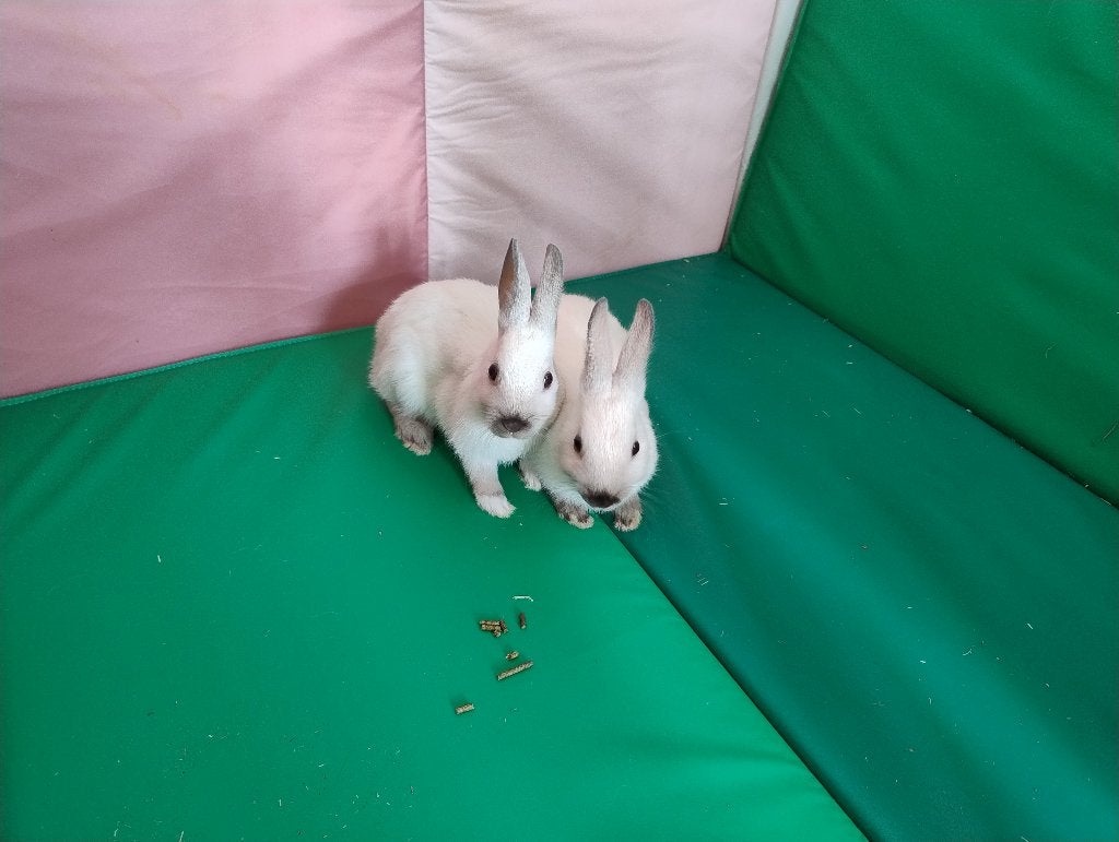 dwergkonijnen te koop., Meerdere dieren, Dwerg, 0 tot 2 jaar
