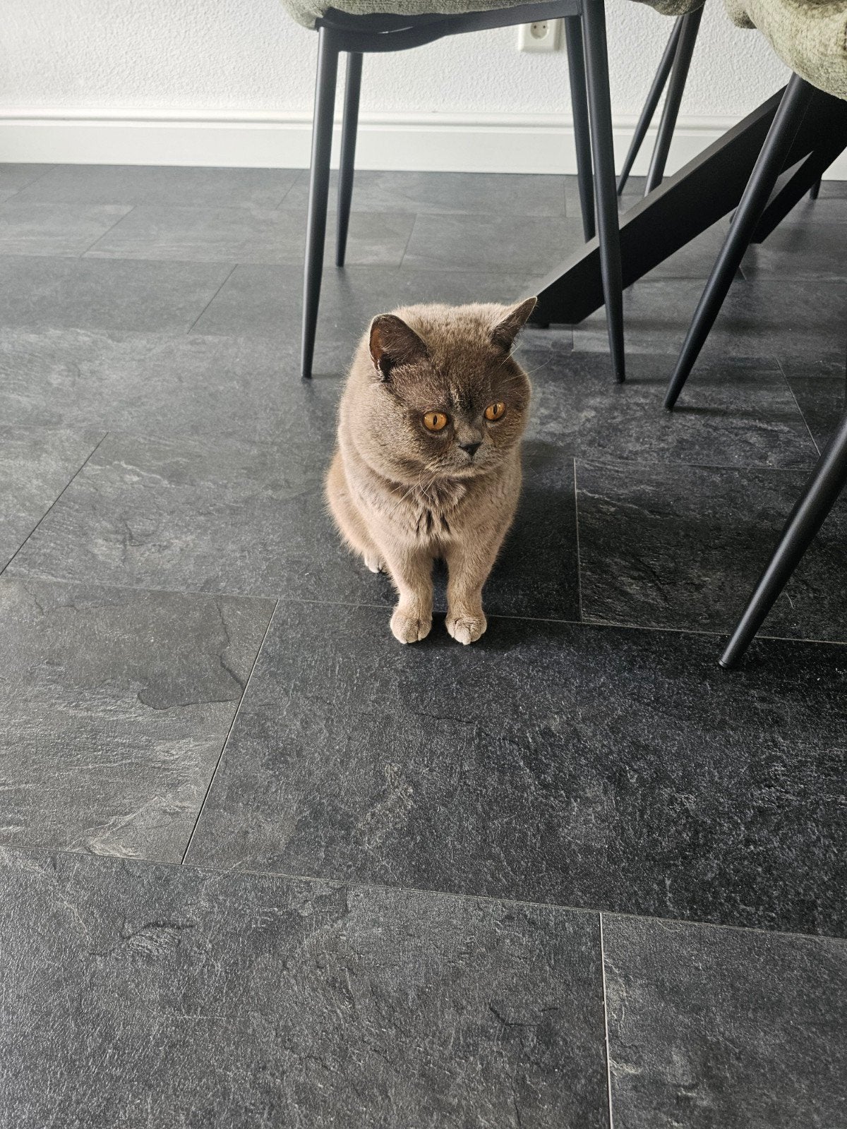Britse korthaar, Kater, Ingeënt