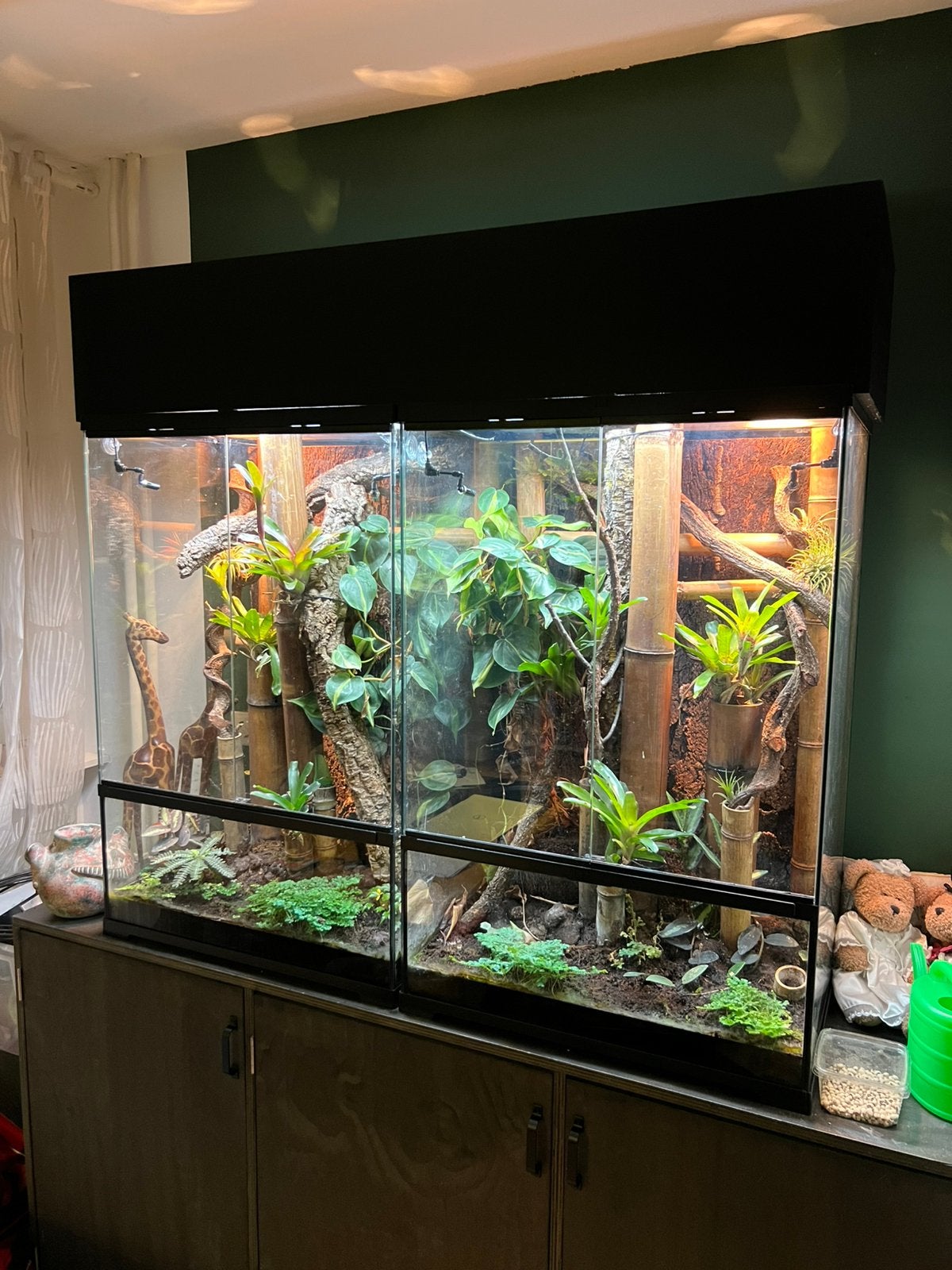 2 exo terrariums, koppel Anolis roquet morne en phelsuma, Dieren en Toebehoren, Reptielen en Amfibieën | Toebehoren, Ophalen, Zo goed als nieuw