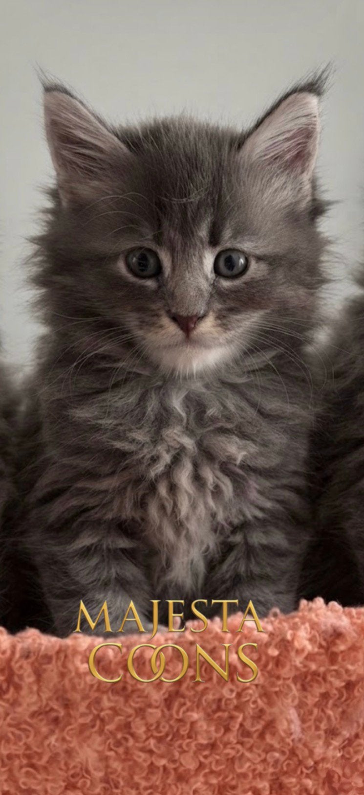 💕 Maine Coon Kittens met Stamboom 💕, Dieren en Toebehoren, Katten en Kittens | Raskatten | Langhaar, Poes, Met stamboom, 0 tot 2 jaar