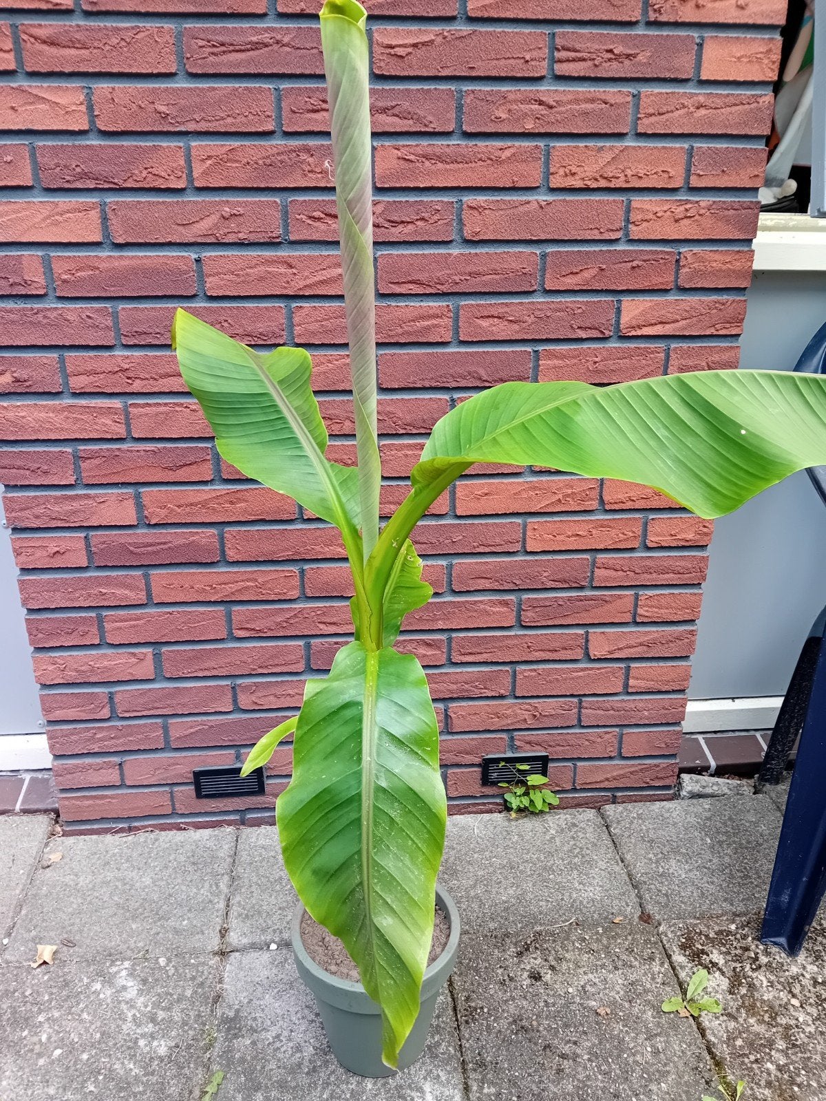bananen boom, Ophalen, Halfschaduw, Minder dan 100 cm
