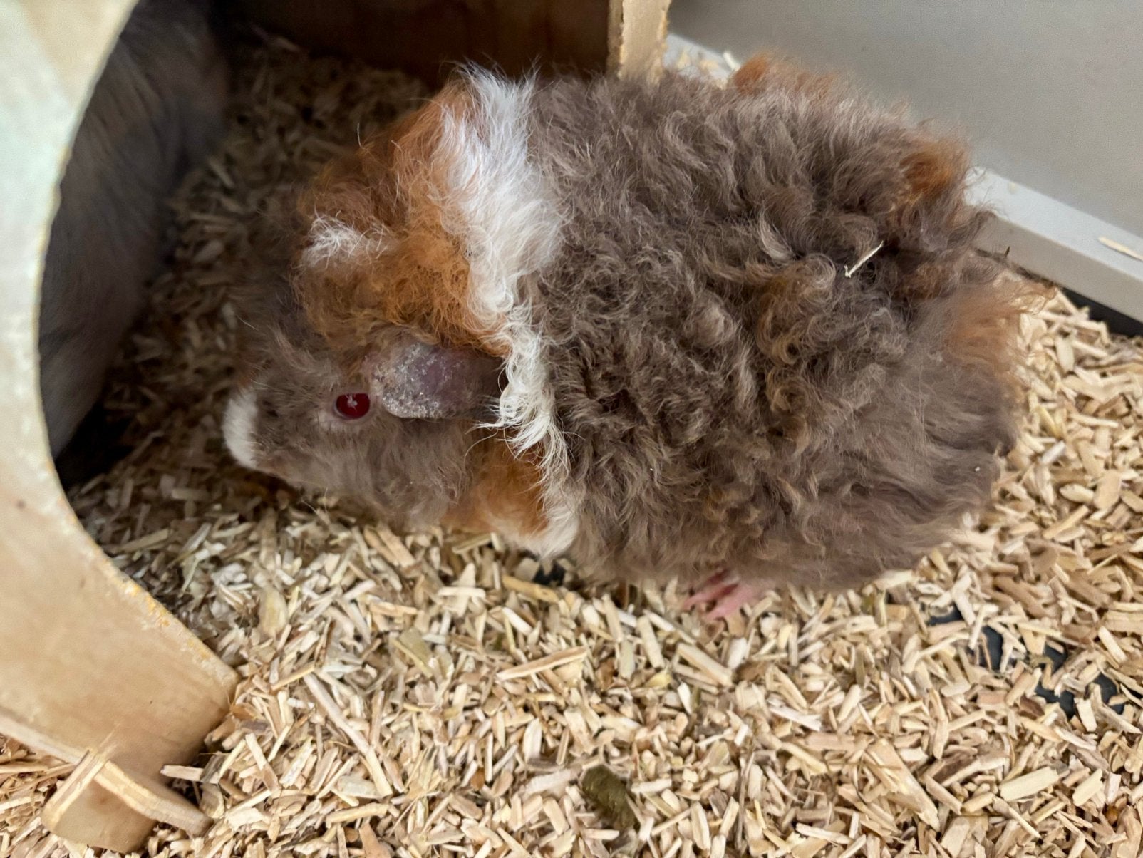Lunkarya baby cavia, Dieren en Toebehoren, Knaagdieren, Cavia, Mannelijk, Mei, Tam