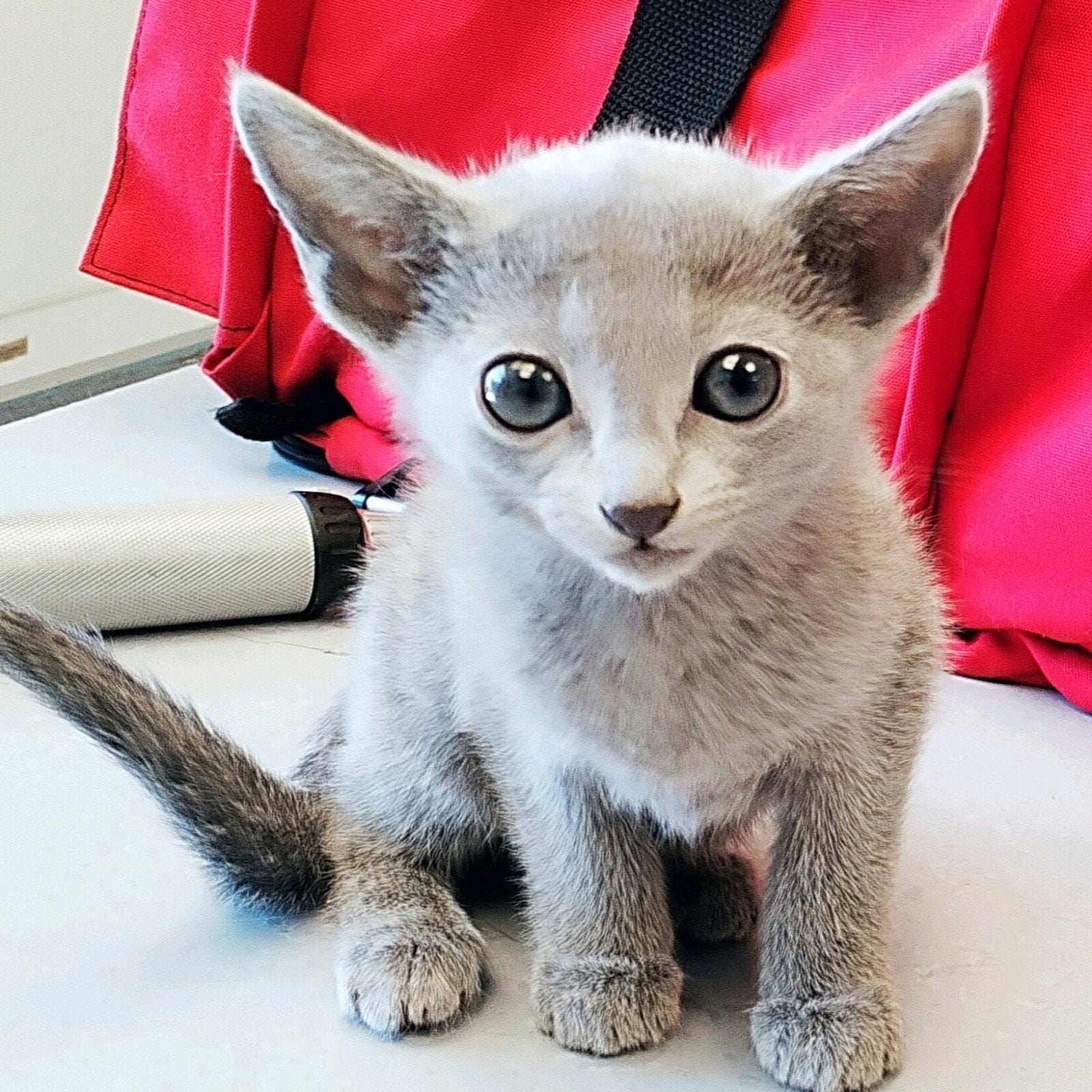 Schitterende Russische Blauwe kittens, Dieren en Toebehoren, Katten en Kittens | Raskatten | Korthaar, Poes, Met stamboom, 0 tot 2 jaar