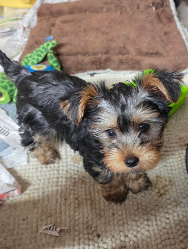 Mini york terier, 8 tot 15 weken, Meerdere, Meerdere dieren, Parvo