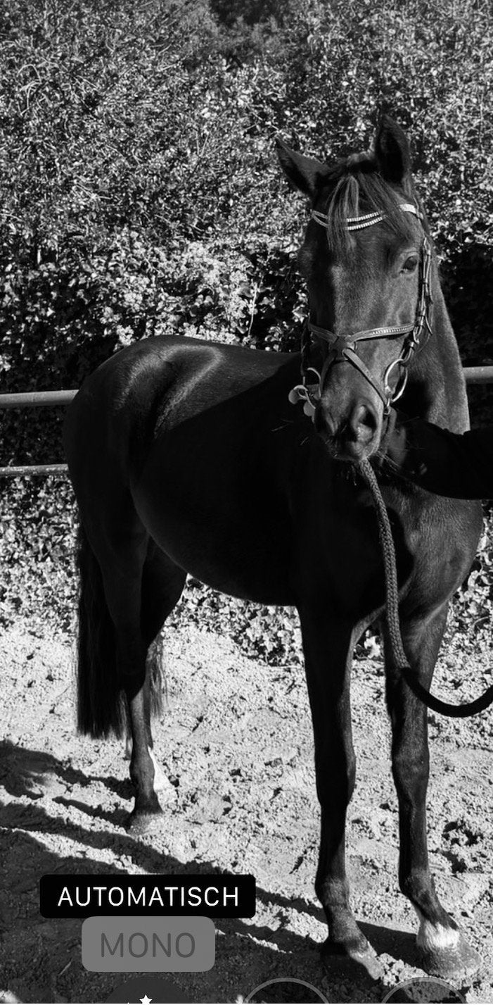 4 jarige welsh pony, Merrie