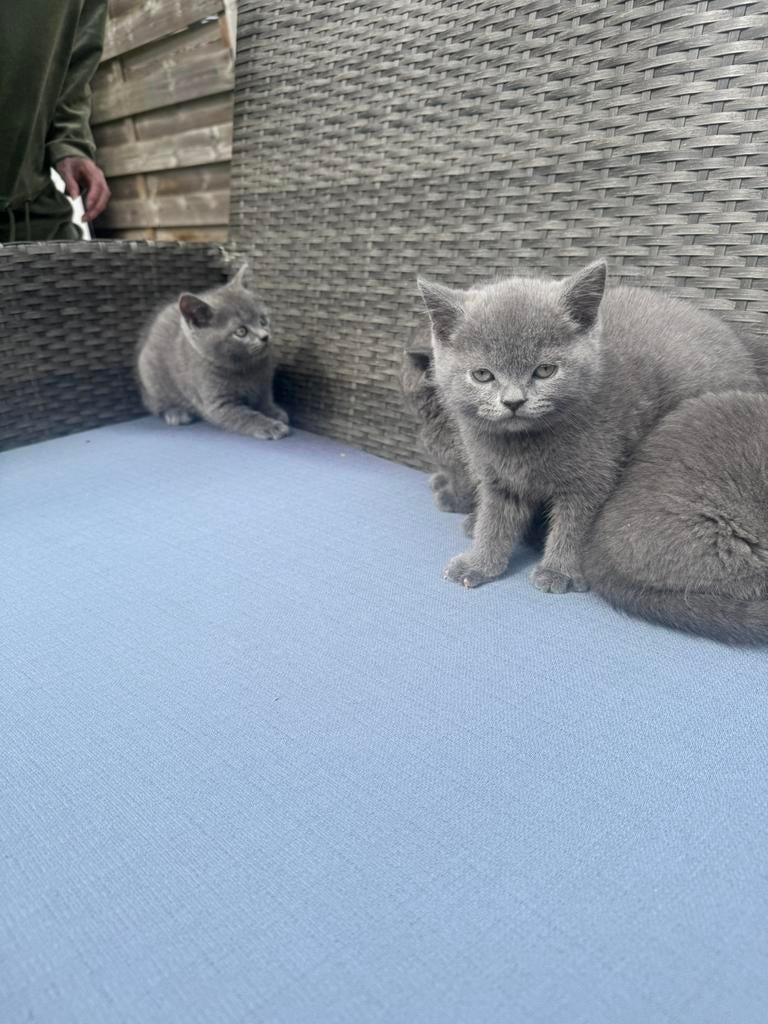 Britse korthaar kittens, Dieren en Toebehoren, Ontwormd