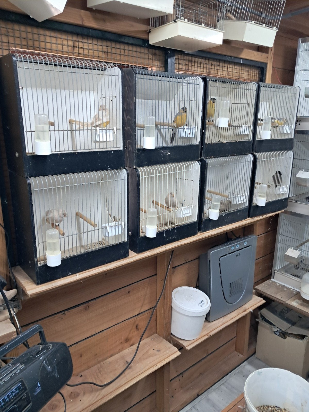 bruin gele goudvinken, Dieren en Toebehoren, Meerdere dieren, Wildzangvogel, Geringd