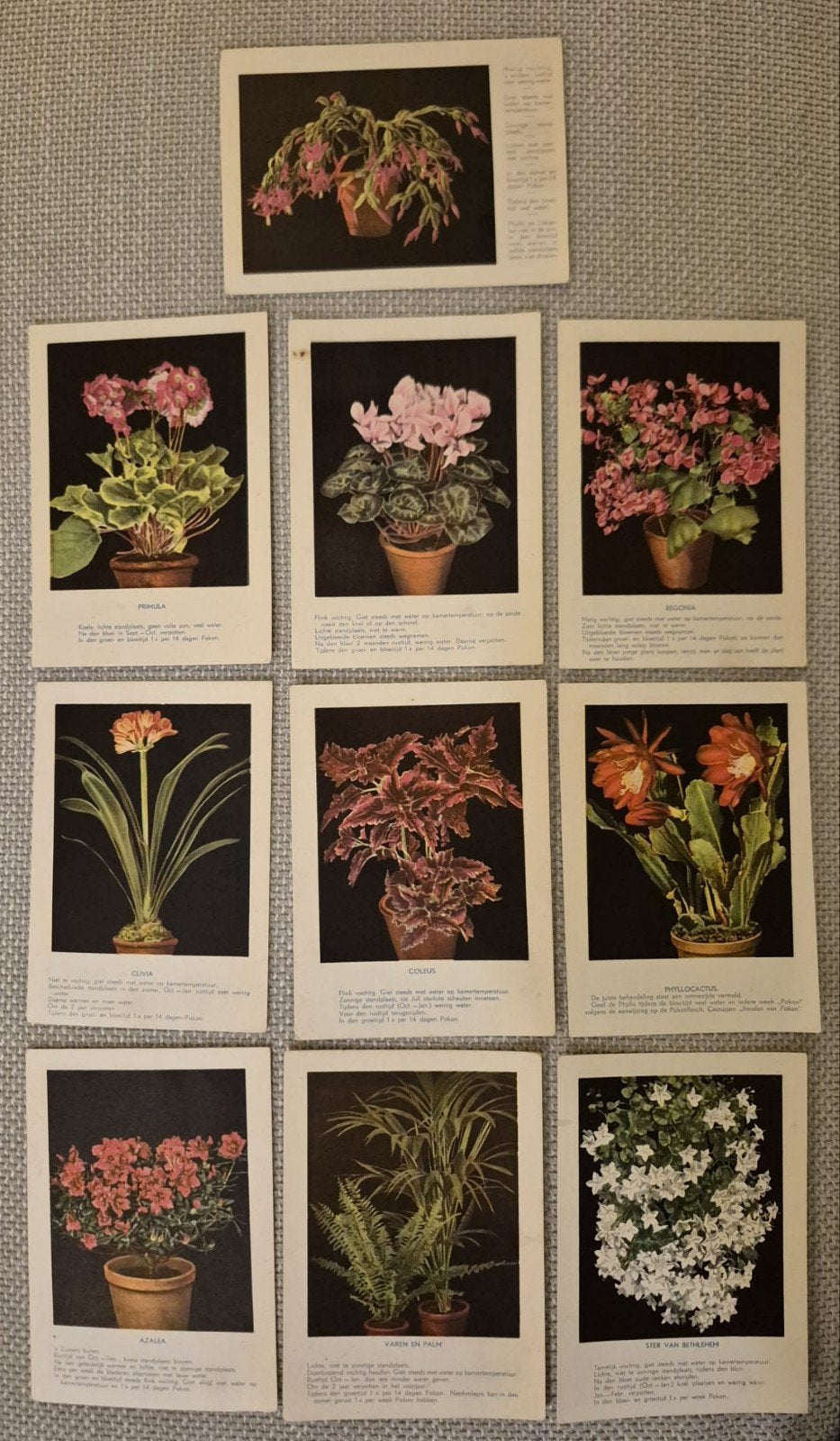 Zeldzame Pokon Reclame Prenten - Kamerplanten (1933), Ophalen of Verzenden, 1920 tot 1940, Ongelopen, Natuur