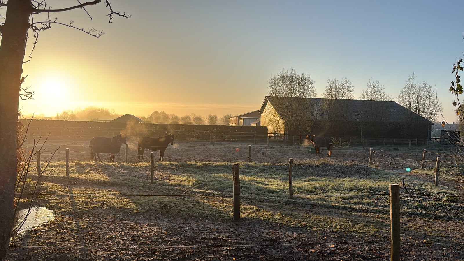 Gezocht: verzorger/grondwerker/berijder, 2 of 3 paarden of pony's