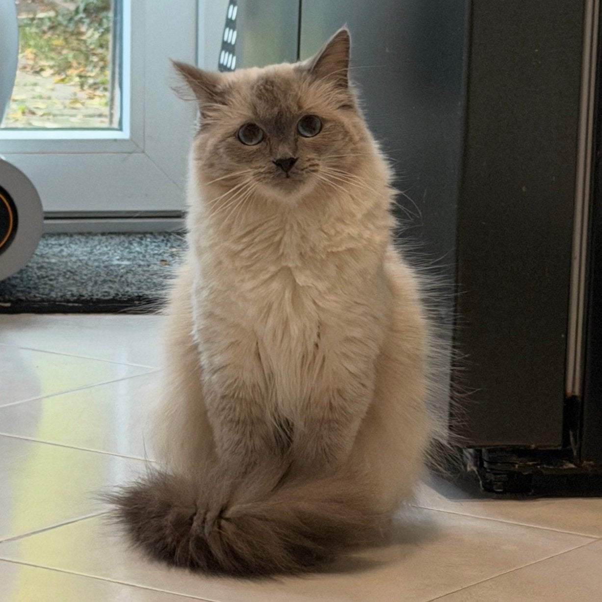 Prachtige ragdoll poes 16 weken oud, Meerdere dieren, Ingeënt, 0 tot 2 jaar