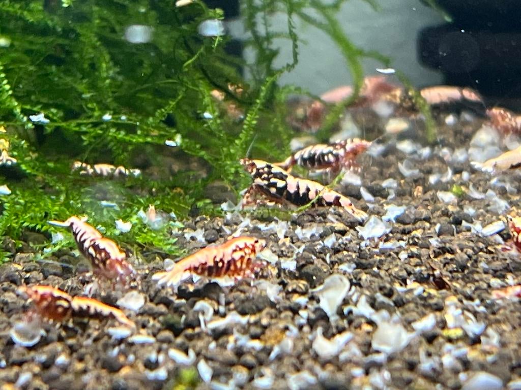 Garnalenvoer snowflakes garnalen en vissen vakantie shrimp, Ophalen, Nieuw, Overige typen