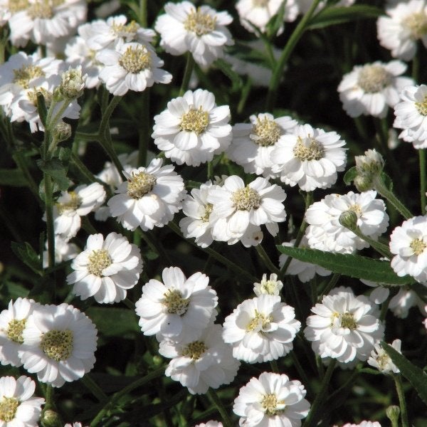 Zaden Achillea The Pearl white, Ophalen of Verzenden, Volle zon