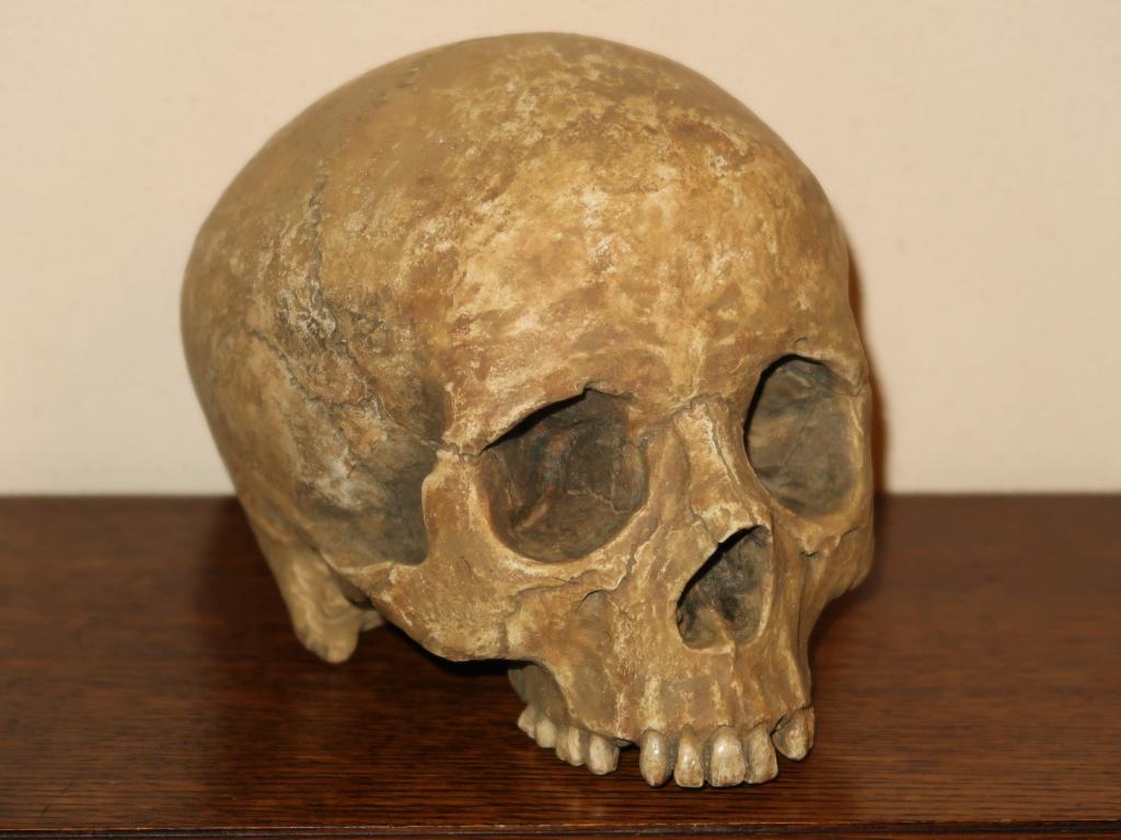 realistische REPLICA Schedel mens, Skull anatomie DELUXE #58, Antiek en Kunst, Curiosa en Brocante, Ophalen of Verzenden