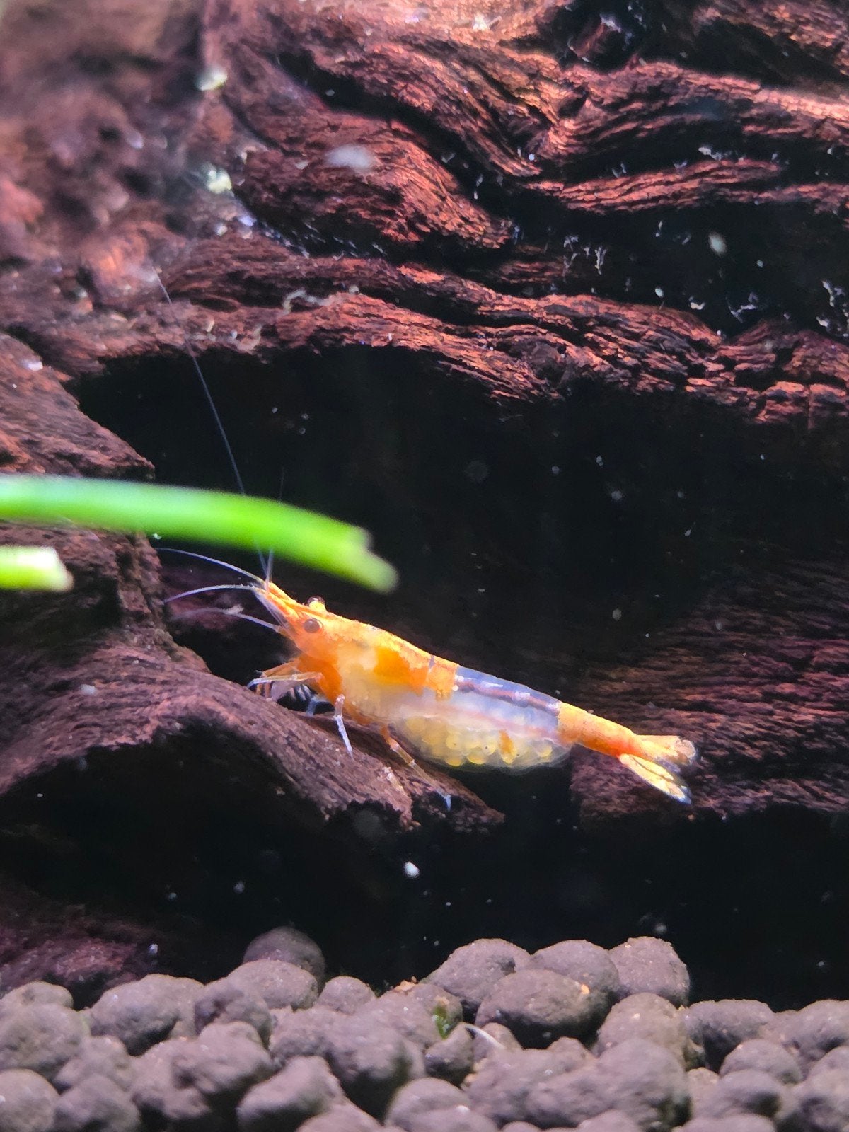 Oranje rilli garnalen, Dieren en Toebehoren