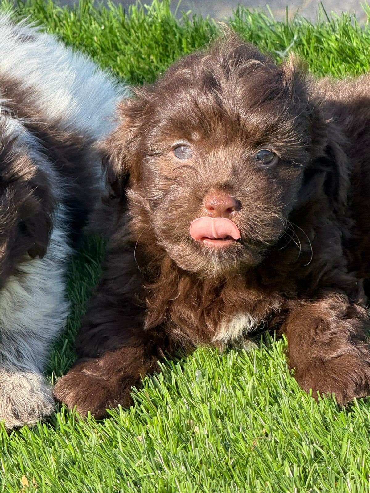 Maltipoo shihpoo poedel maltezer shih tzu pups, Dieren en Toebehoren, Nederland, Parvo, Overige rassen, 8 tot 15 weken